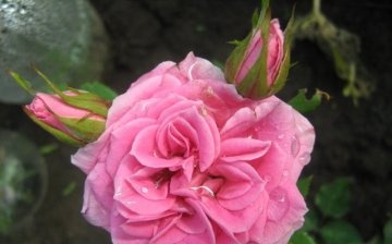 Jedan od prevladavajućih načina razmnožavanja ruže je reznicama.