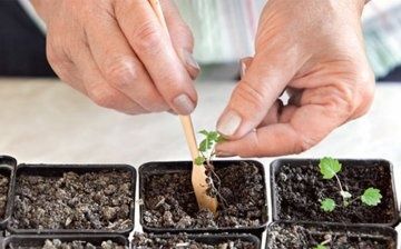 Growing seedlings and transplanting into open ground