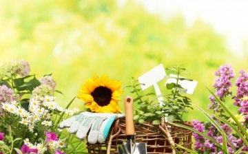 Reguli pentru îngrijirea florilor cu creștere redusă
