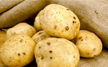 Dăunători de cartofi - nematod auriu