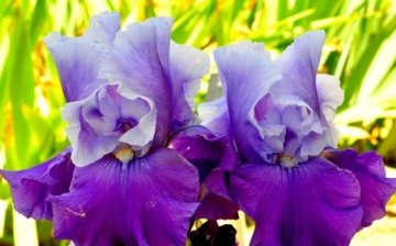 Kakvu vrstu irisa je bolje odabrati za web mjesto