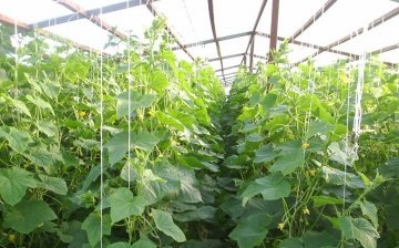 Výsadba a péče o okurky ve skleníku