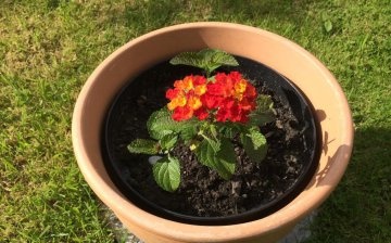 Metode de reproducere a florilor, plantare