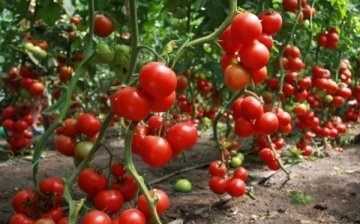 Features of growing tomatoes