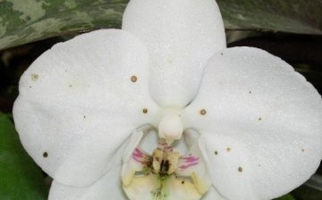 A leggyakoribb orchidea betegségek