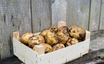 Proč si nemůžete v zimě uložit brambory