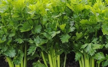 Kako uzgajati celer
