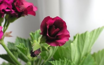 Types of room geranium