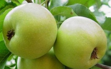 Dwarf varieties of green apples