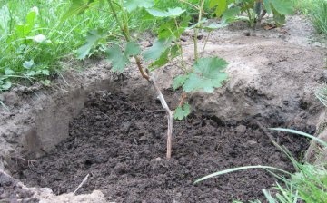 Correct planting of grapes