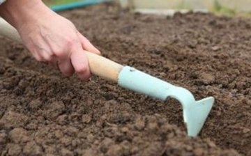 Planting pine seeds in open ground
