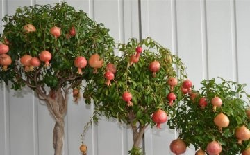 Transplant rules, pomegranate pruning