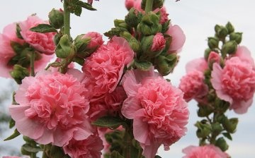 Rose stem - tall perennial flowers