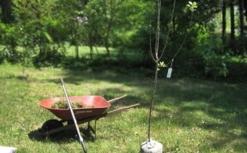 Planting an apple tree