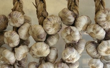 Ways to store garlic in winter
