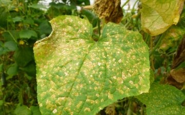 Diseases and pests of vegetables - control and prevention
