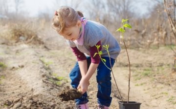 Rules for planting seedlings