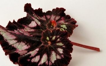 Reproduction of begonias