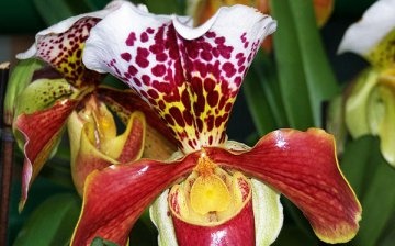 Orhidee din Vietnam