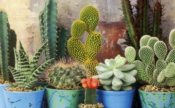 Nejlepší odrůdy kaktusů k pěstování