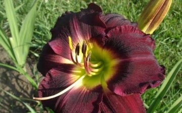 Common varieties of daylily