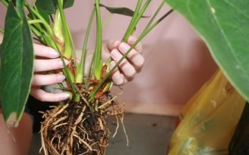 What to do in case of diseases of the root system?