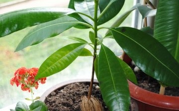 Tipy pro péči o tropický strom