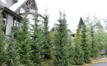 Conditions for growing coniferous trees