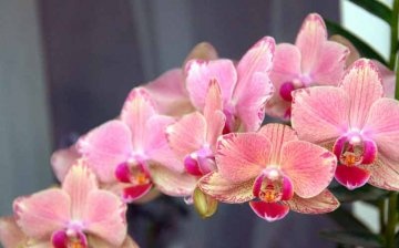 Vlastnosti struktury orchideje Phalaenopsis