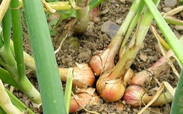 How to properly care for family onions?