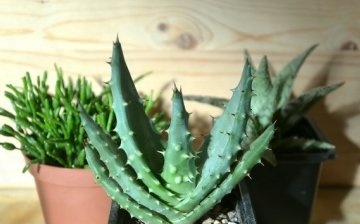 How to properly care for a plant?