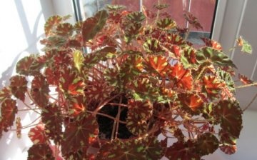 How to care for begonia bauer