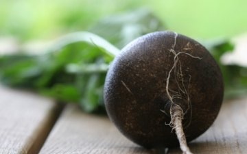 How to choose and store a radish correctly?