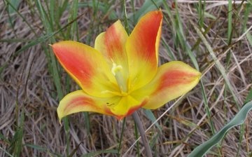 růstový cyklus smrku tulipánu a podmínky kvetení
