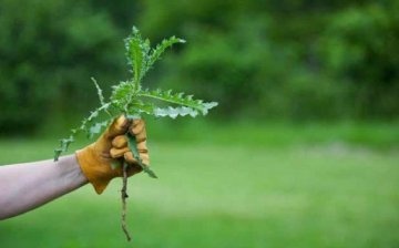 Použití herbicidů ke zvýšení výnosů plodin