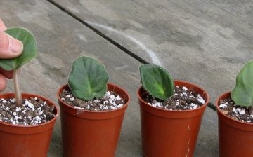 Perlite for seedlings