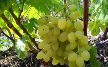 Az ápolás ha szőlő finomságai