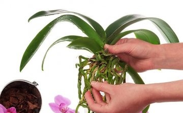 How to cure an orchid?