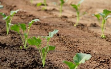 When and how to transplant seedlings into the ground?