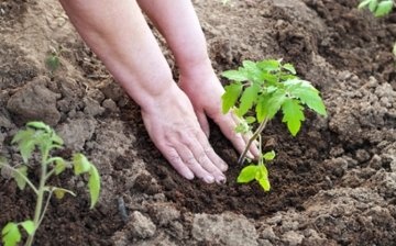 Planting seedlings