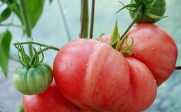 Rajčica bugarsko čudo