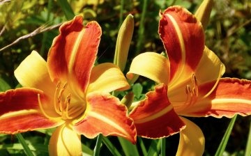 How to care for a daylily?