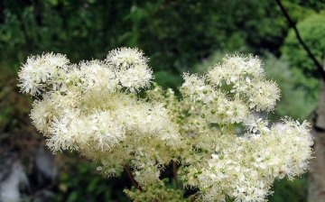 Caring for meadowsweet