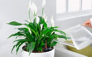 How to care for a plant?