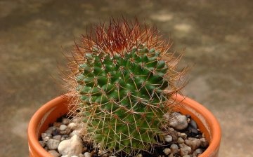 What kind of care do cacti need?