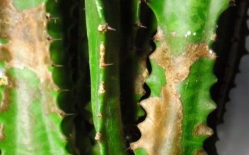 Diseases of milkweed