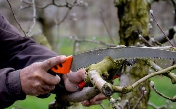 Pruning and preparing an apple tree for winter