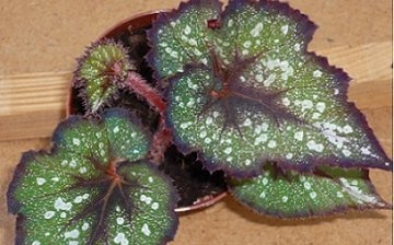 Péče o dekorativní list begonia