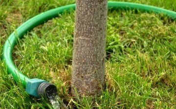 Recommendations for caring for the root system of a tree