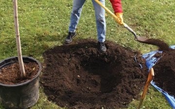 Preparation of soil, plot and seedling